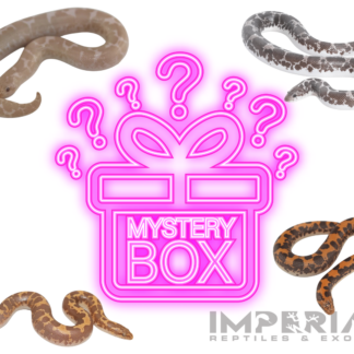 Kenyan Sand Boa Mystery Box Online — Snakes > Boas for Sale | Exotic Morphs