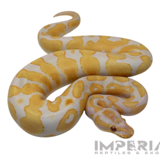 Lavender Albino Yellowbelly Ball Python — Snakes > Ball Pythons for Sale | Exotic Morphs
