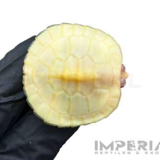 Lubino Red Ear Slider Turtle Baby — Turtles & Tortoises for Sale | Exotic Morphs