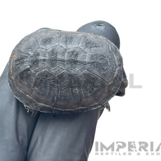 African Dwarf Mud Turtle Baby — Turtles & Tortoises for Sale | Exotic Morphs