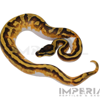 Orange Dream Enchi Pied Ball Python — Snakes > Ball Pythons for Sale | Exotic Morphs