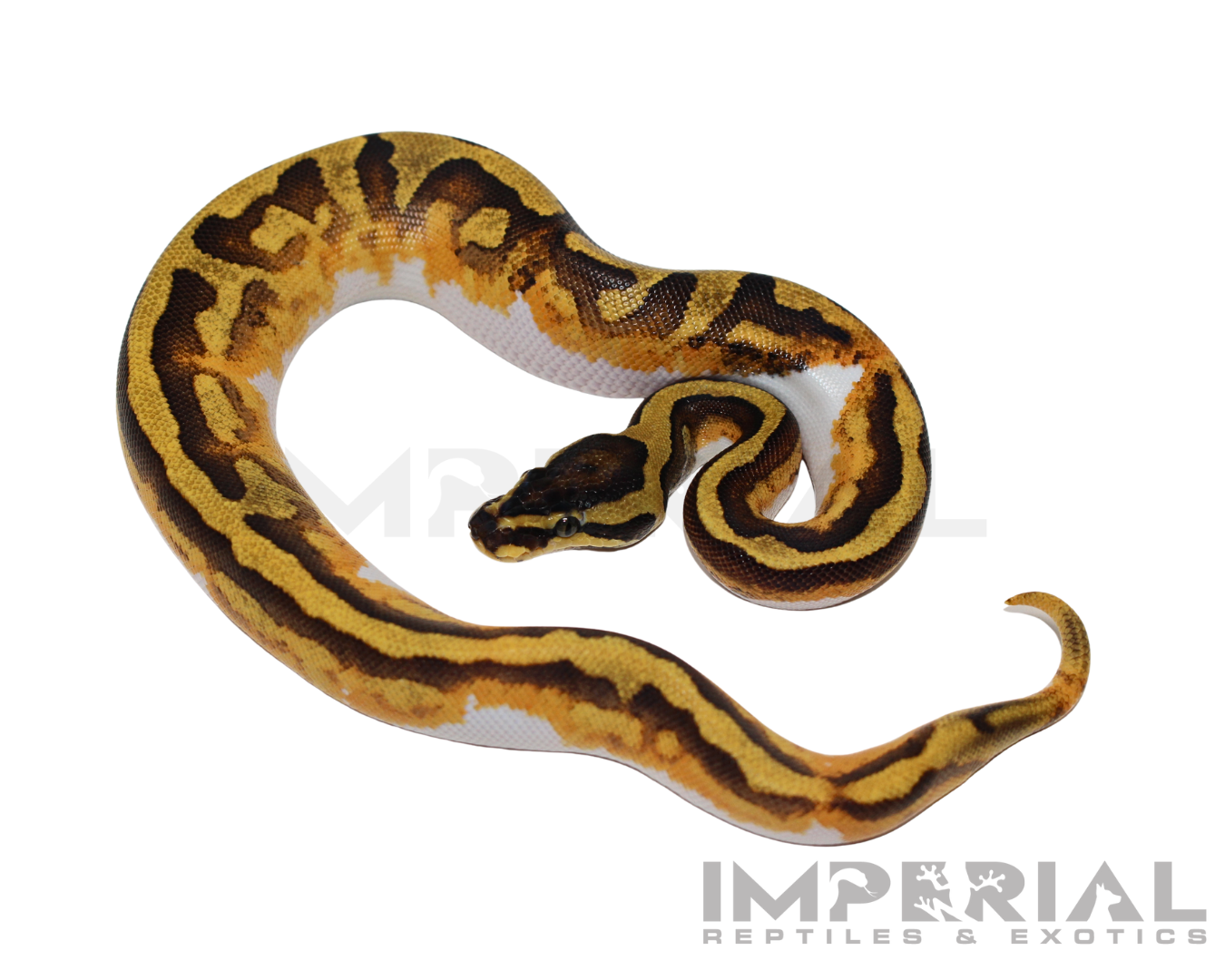 Orange Dream Enchi Pied Ball Python