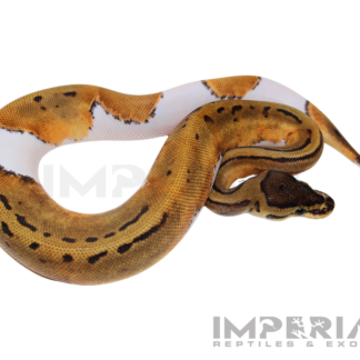 Pinstripe Pied Ball Python — Snakes > Ball Pythons for Sale | Exotic Morphs