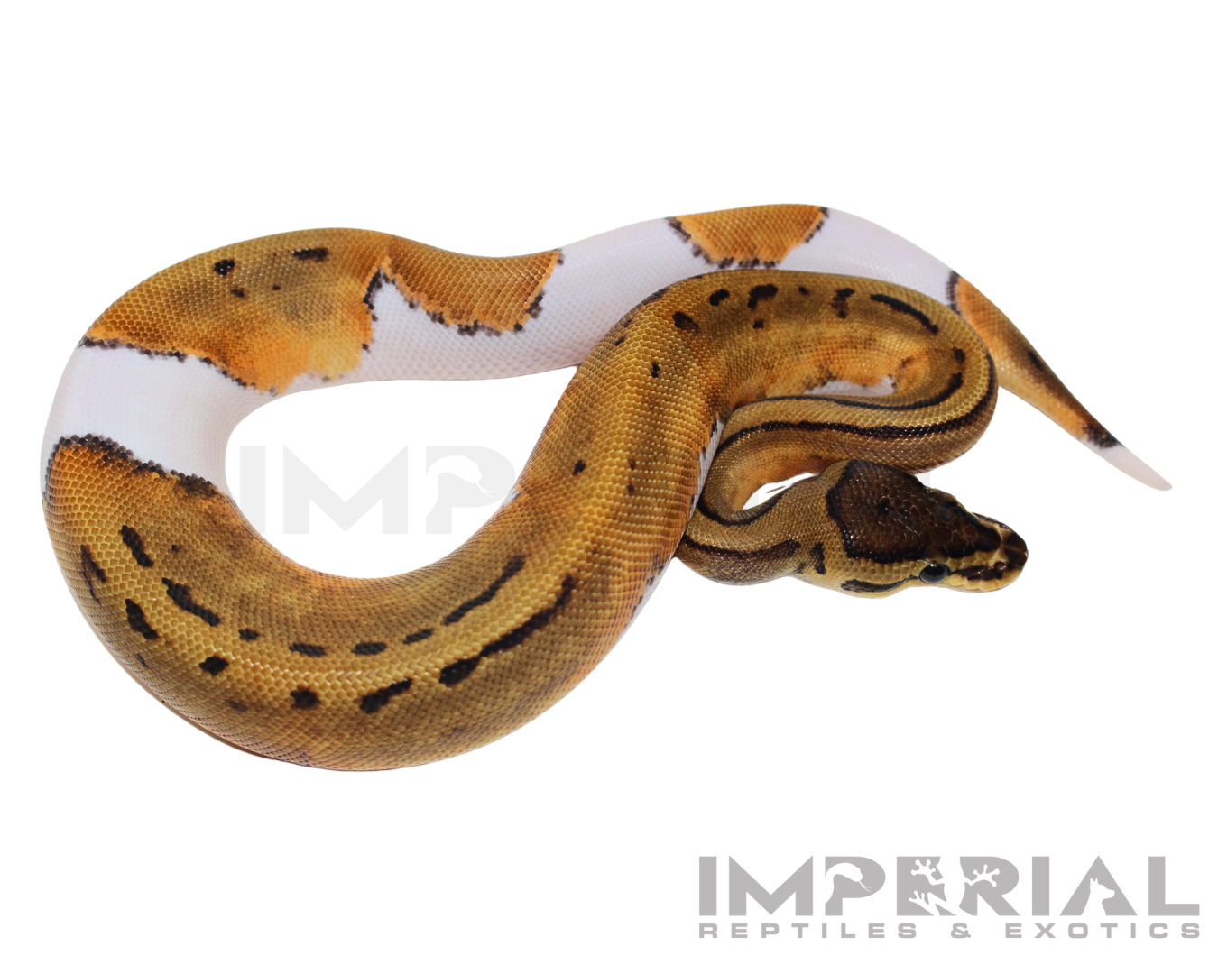 Pinstripe Pied Ball Python