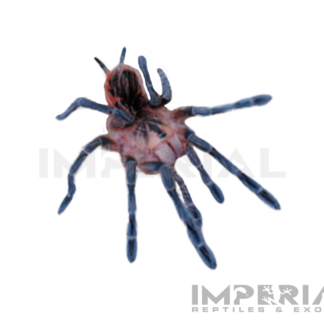 Purple Starburst Bird-eater Tarantula (Pamphobeteus sp. 'Machala') — Invertebrates for Sale | Exotic Morphs