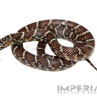 White Cheek Brooks Kingsnake Baby — Snakes > Kingsnakes for Sale | Exotic Morphs