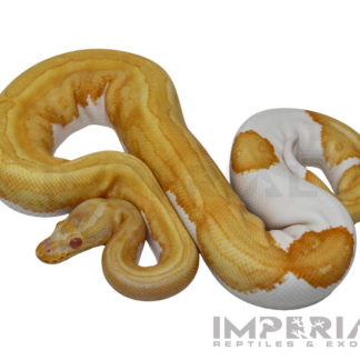 Albino Pumpkin Pied Ball Python — Snakes > Ball Pythons for Sale | Exotic Morphs