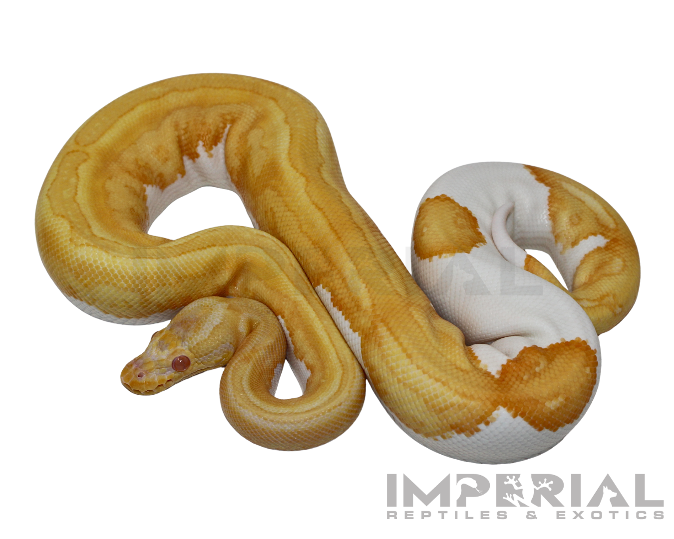 Albino Pumpkin Pied Ball Python