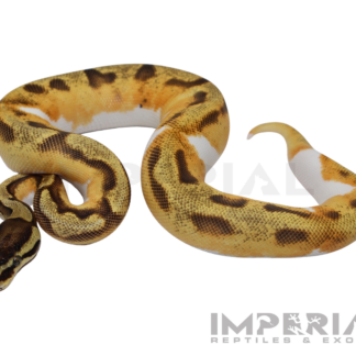 Yellowbelly Enchi Pied Ball Python — Snakes > Ball Pythons for Sale | Exotic Morphs
