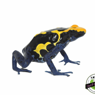 Giant Cobalt (Meyer's Line) Dart Frog (Dendrobates tinctorius) — Amphibians > Dart Frogs for Sale | Exotic Morphs