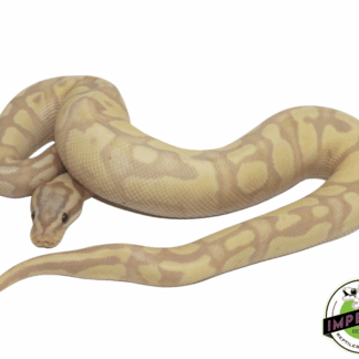 Banana Pastel Fire Ball Python — Snakes > Ball Pythons for Sale | Exotic Morphs