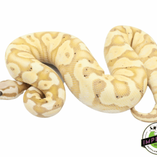 Banana Pastel Yellowbelly Ball Python — Ball Pythons for Sale | Exotic Morphs