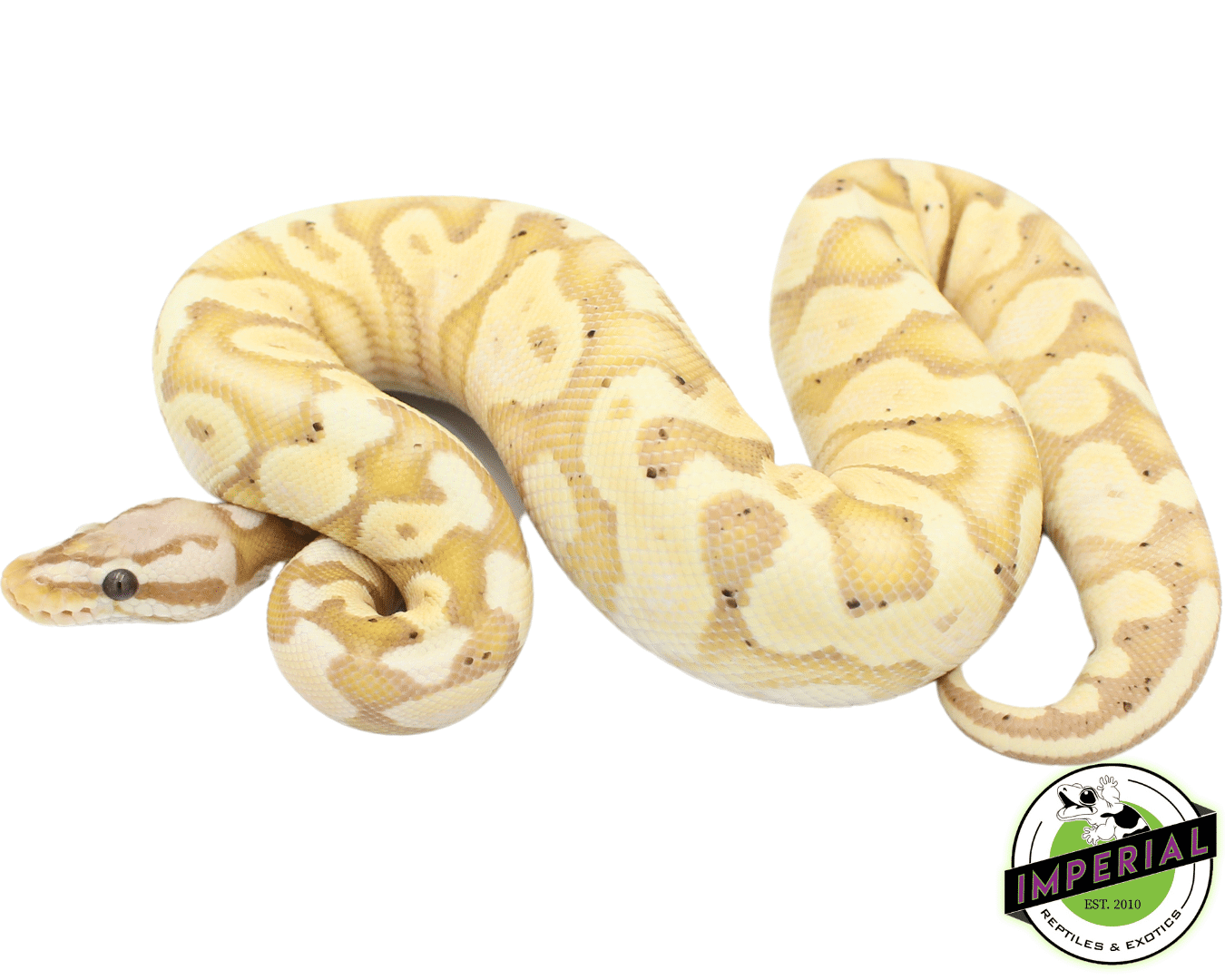 Banana Pastel Yellowbelly Ball Python