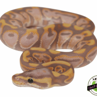 Banana Black Pastel Enchi Ball Python Baby — Snakes > Ball Pythons for Sale | Exotic Morphs