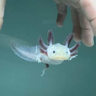 Hypomelanistic Melanoid Axolotl — Melanoid Axolotls for Sale | Exotic Morphs