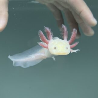 Light Hypomelanistic Melanoid Axolotl — Melanoid Axolotls for Sale | Exotic Morphs