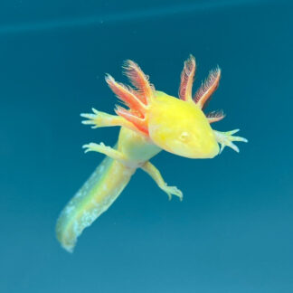 GFP Golden Albino Axolotl — GFP Axolotls for Sale | Exotic Morphs
