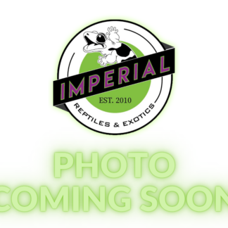 Terrarium Background Foam — Uncategorized for Sale | Exotic Morphs