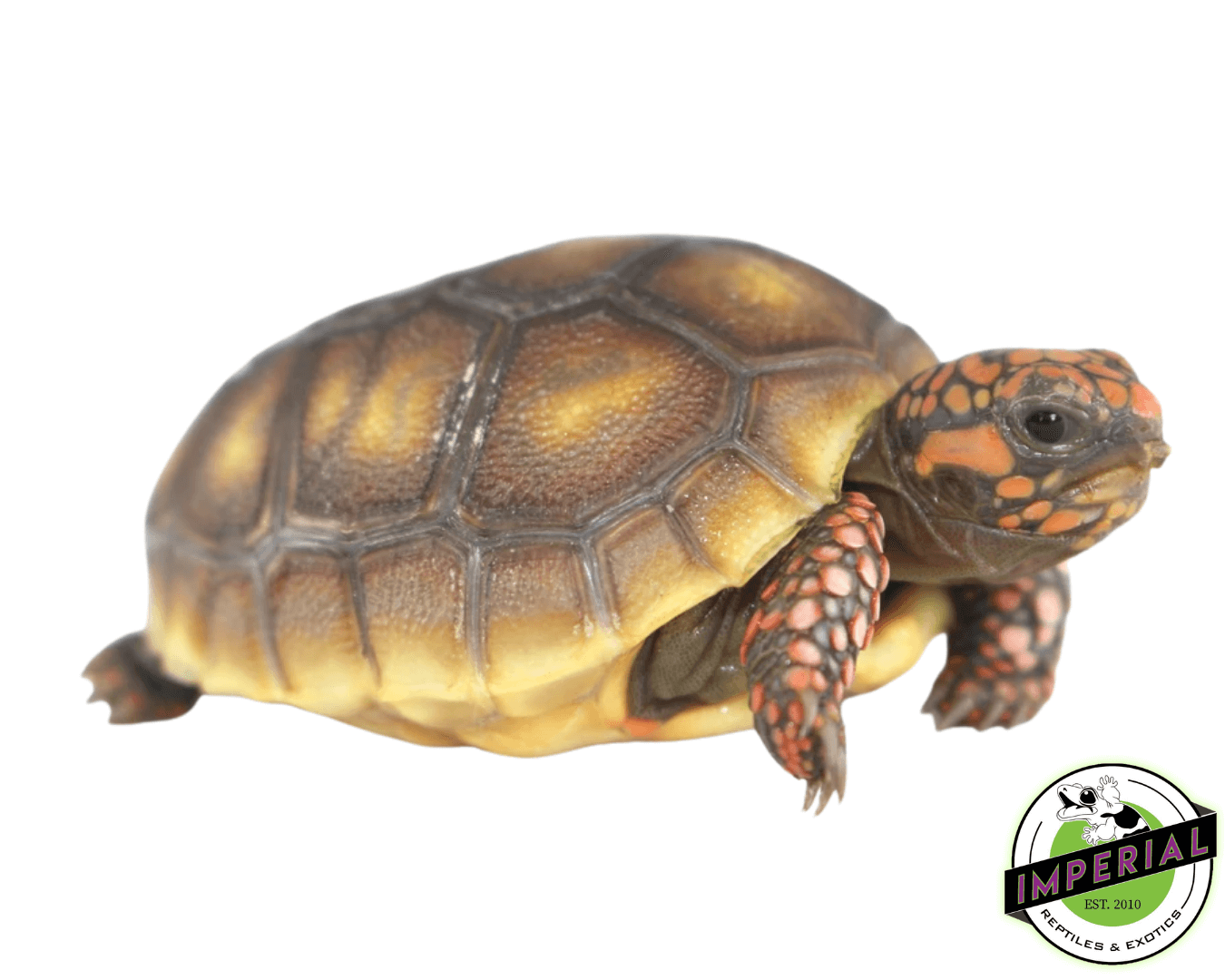 Red Foot Tortoise Baby (Mis Scute/Extra Scute) photo 1 — Exotic Morphs