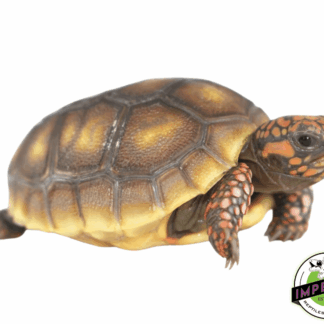 Red Foot Tortoise Baby (Mis Scute/Extra Scute) — Uncategorized for Sale | Exotic Morphs